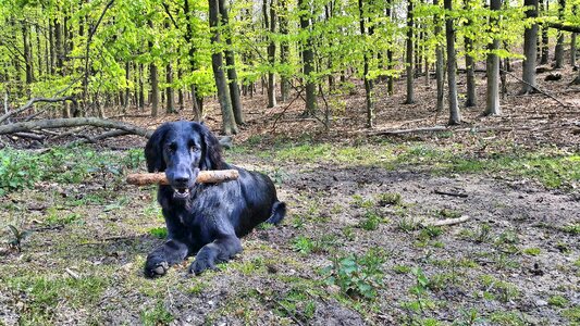 Animal forest retriever photo