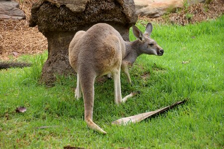 Animal green marsupial