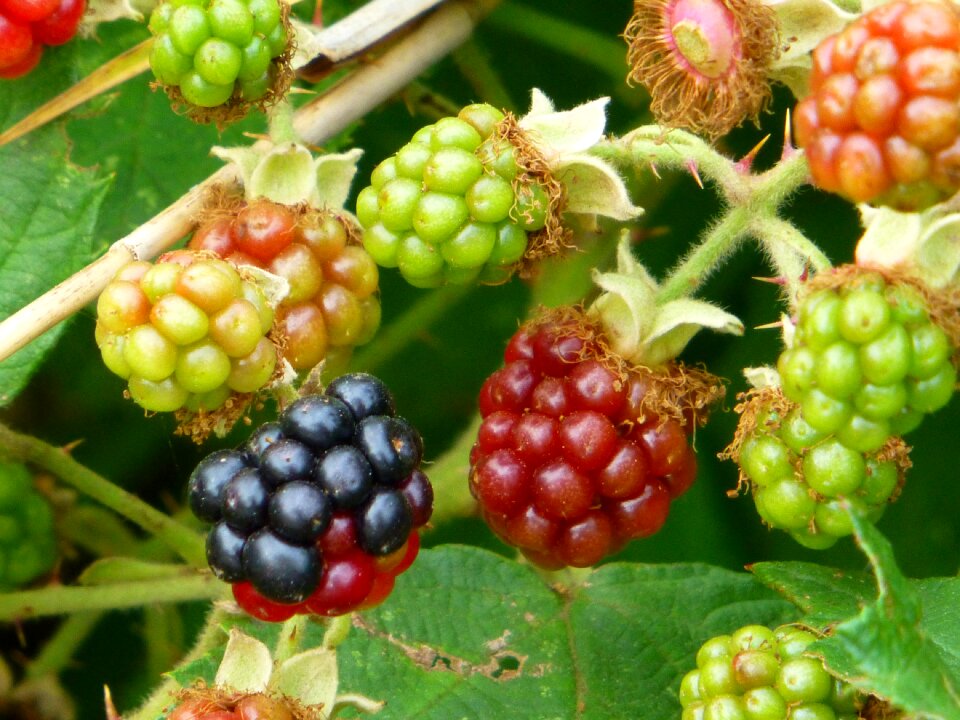 Ripe immature prickly