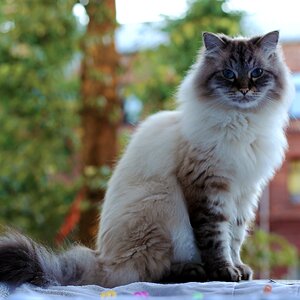 Pet fluffy cat views photo