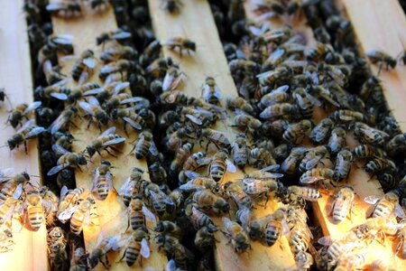 Hive beekeeping framework