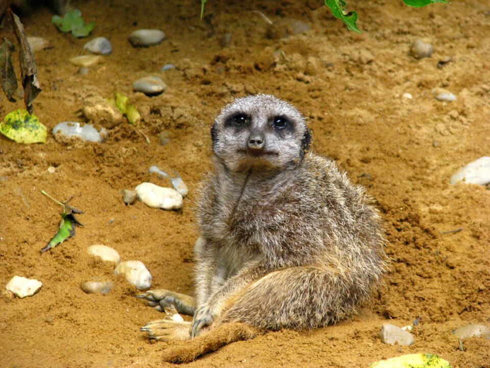 Animal world sit curious