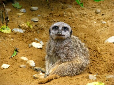Animal world sit curious