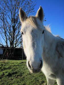 Coupling curious attention photo