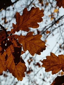 Sessile oak quercus petraea winter oak photo