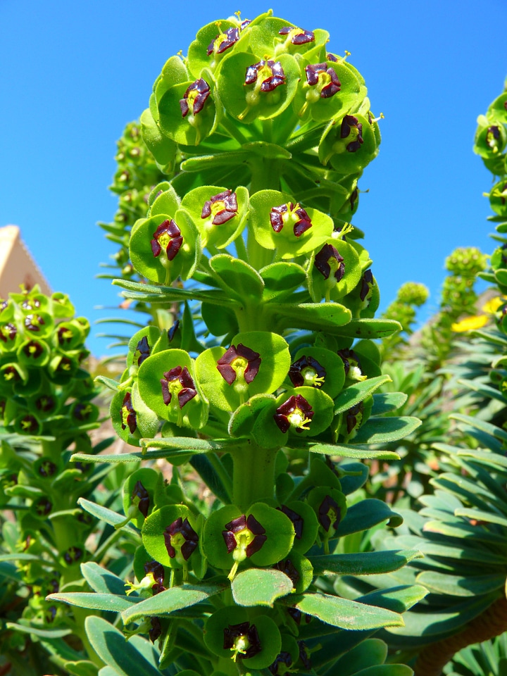 Blossom bloom plant
