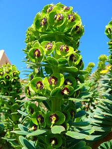 Blossom bloom plant