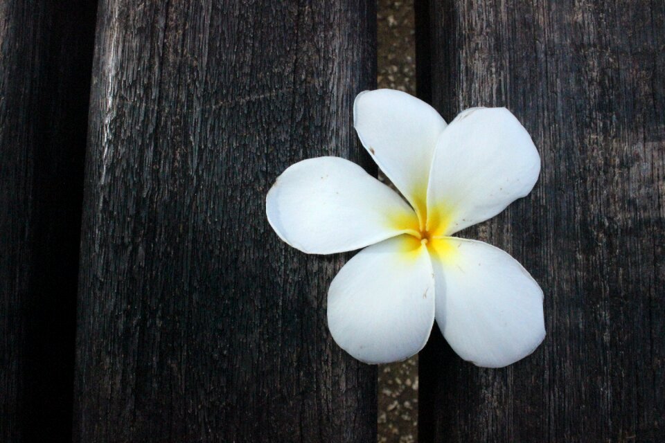Floral natural botanical