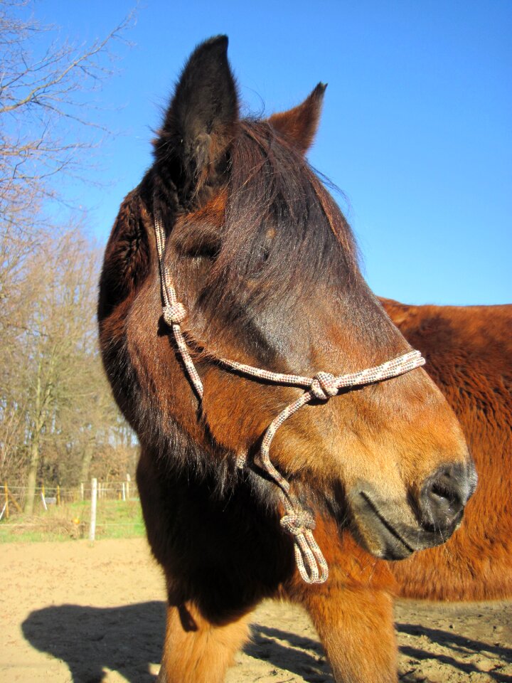 Horse pferdeportrait horse head
