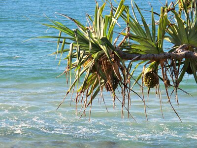 Australia gold-coast queensland photo