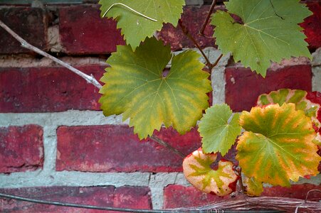 Wine leaf autumn leaf photo
