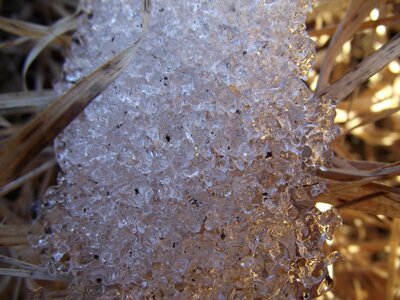 Frost snow white photo