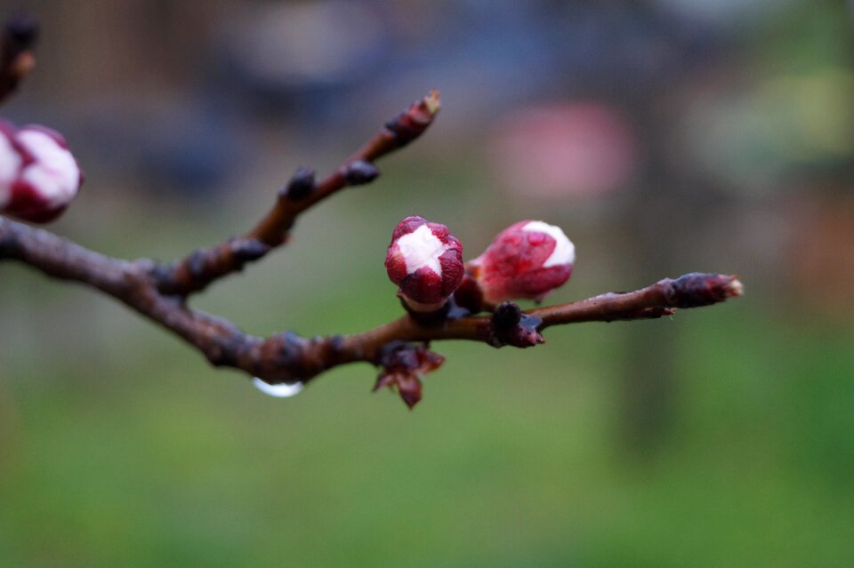 Flower buds branch spring