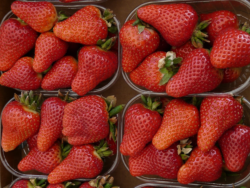 Fruit fresh red