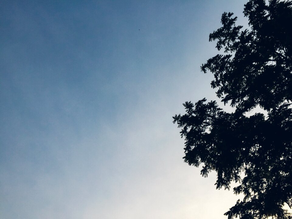 Nature branches leaves