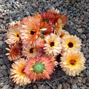 Marigolds garden picked flowers