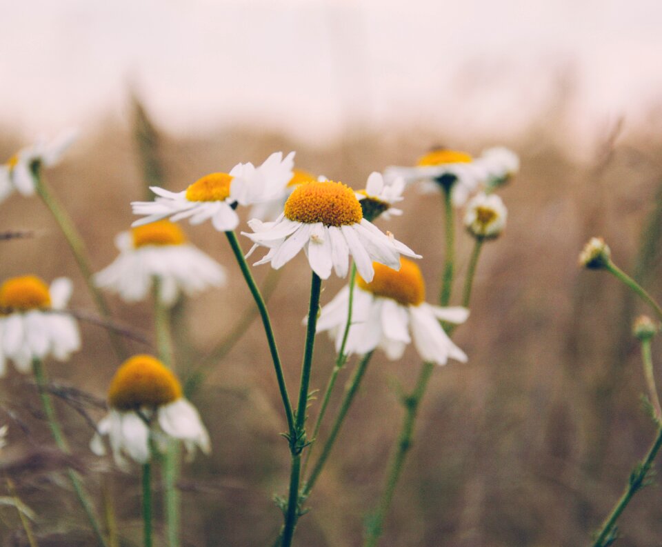 Flowers nature