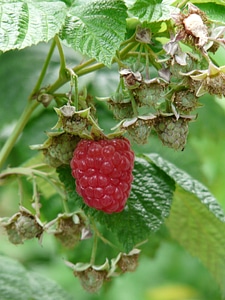 Berries fruit red