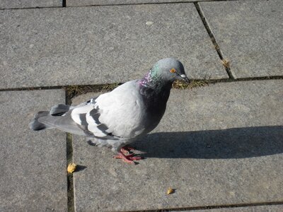 Standing plumage city pigeon photo