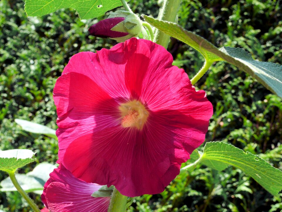 Hollyhock pink hollyhock garden