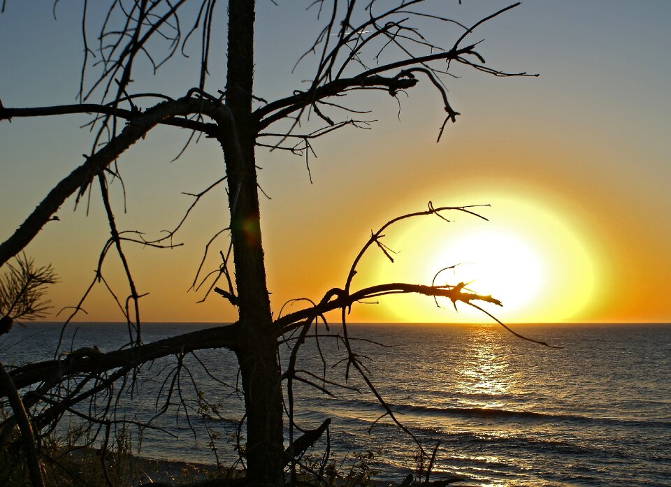 Silhouettes of trees on the beach figure