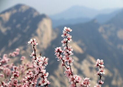 Plum blossom mountain pinus armandii