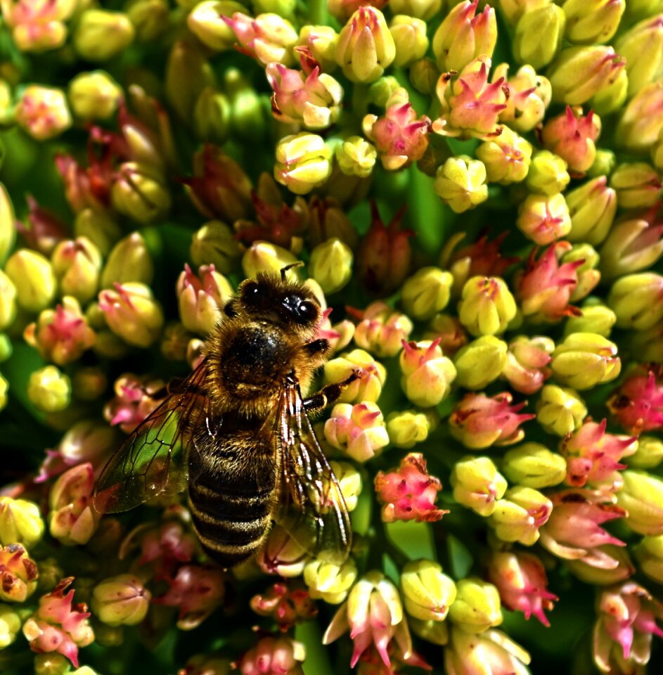 Nature flowers insect