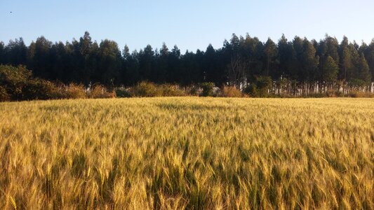 Plants nature field