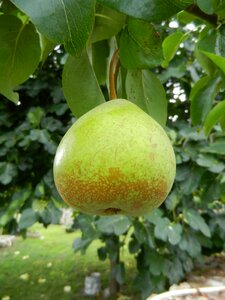 Pear fruit orchard