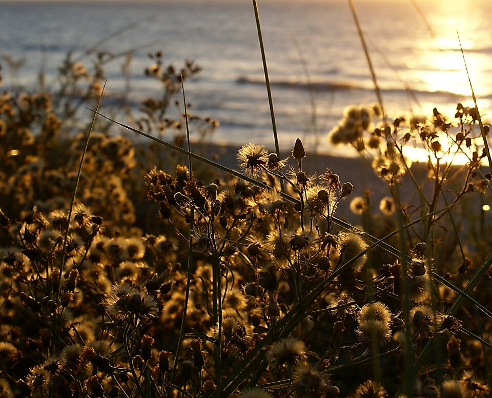 Scrubs dry vegetation plants