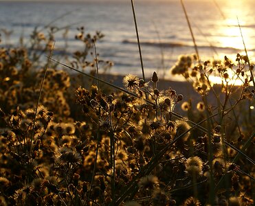 Scrubs dry vegetation plants