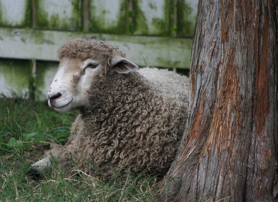 Livestock mammal farming