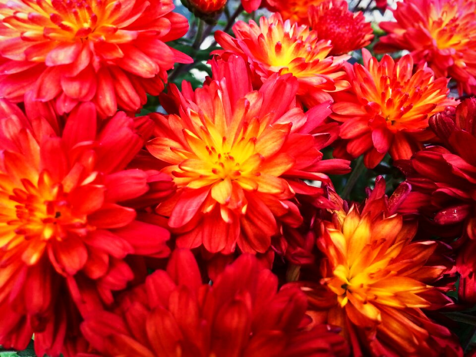 Nature red nature red flower