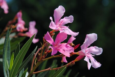 Oleander flower nature photo