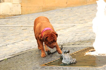 Street mastiffs french photo