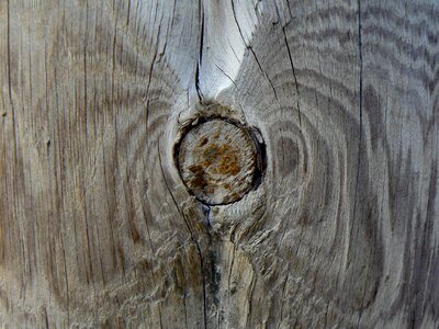 Pine cracks trunks