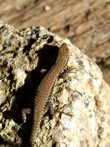 Lizard reptile stone