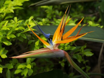 Bird of paradise flower flowers bloom