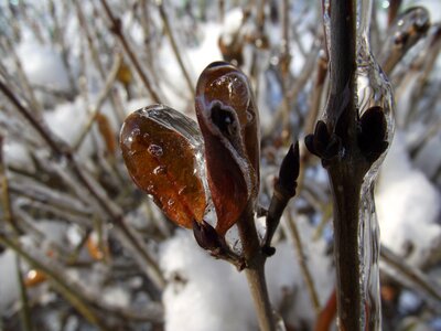 Frost snow white photo