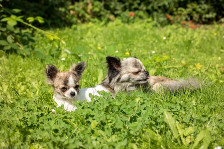Baby play chiwawa