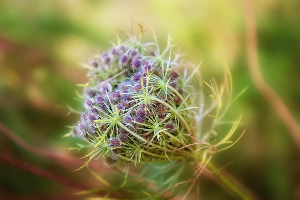 Bio environment plant