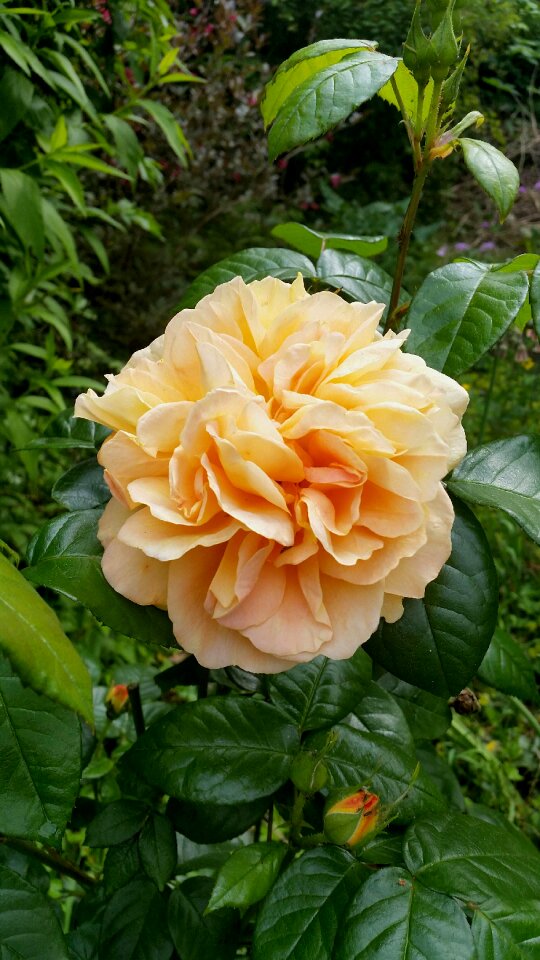 Rose petal rosenknopse garden