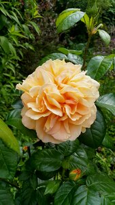 Rose petal rosenknopse garden