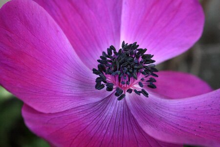 Violet nature petals photo