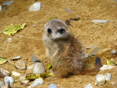 Animal world baby animal sit