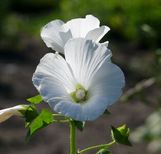 White white flower in bloom photo