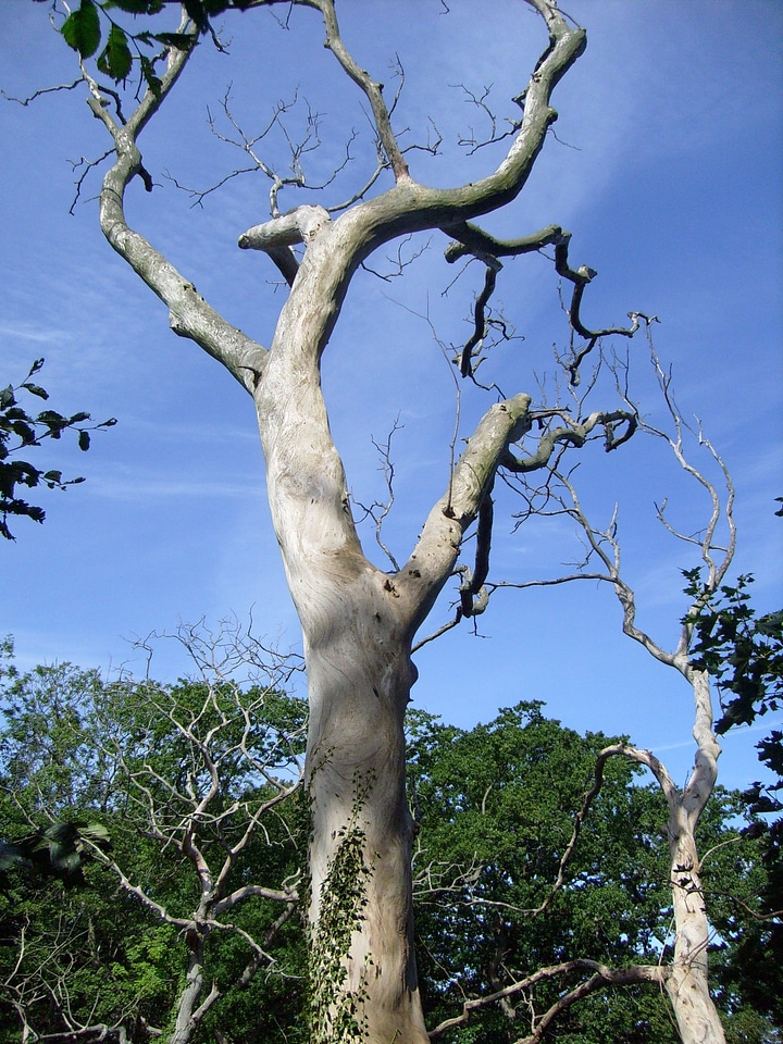 Tree dead plant bornholm