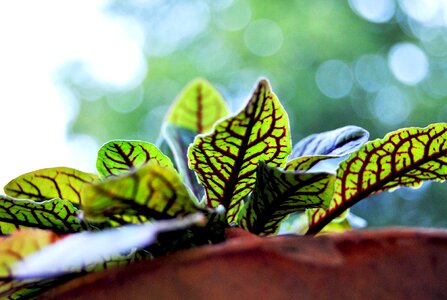 Bloom nature spring