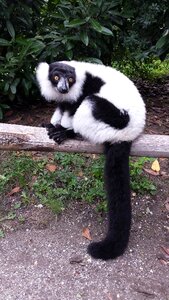 Wild animals animal world