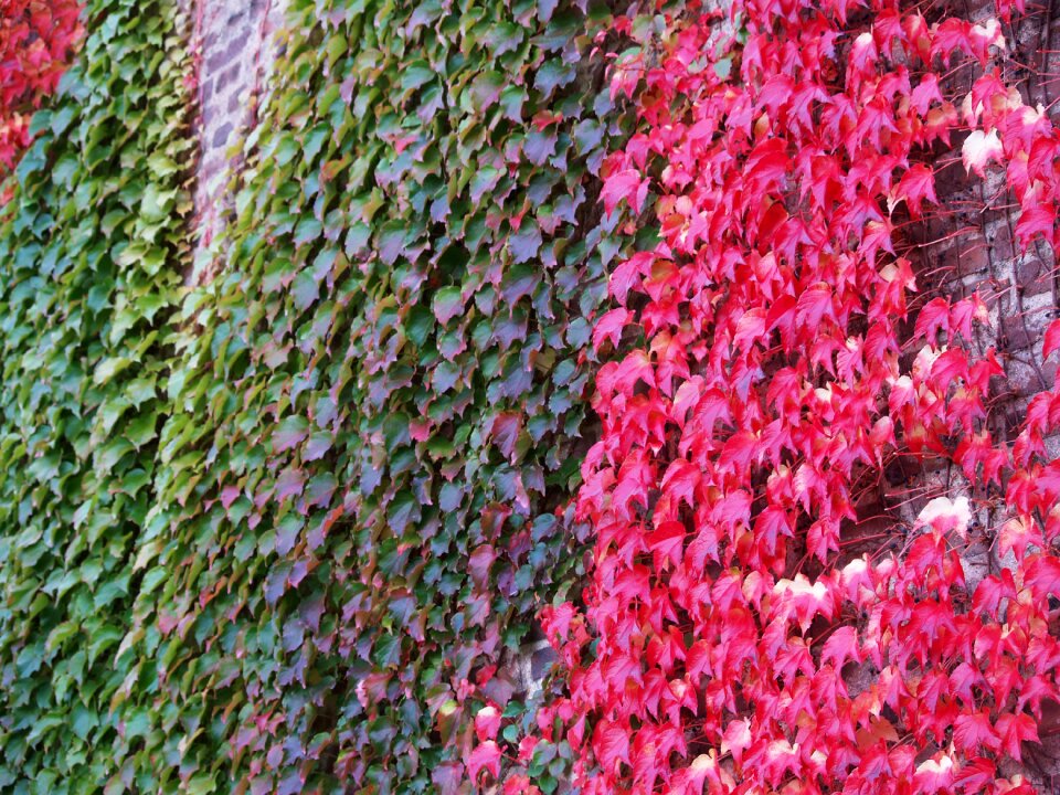 Red nature plant
